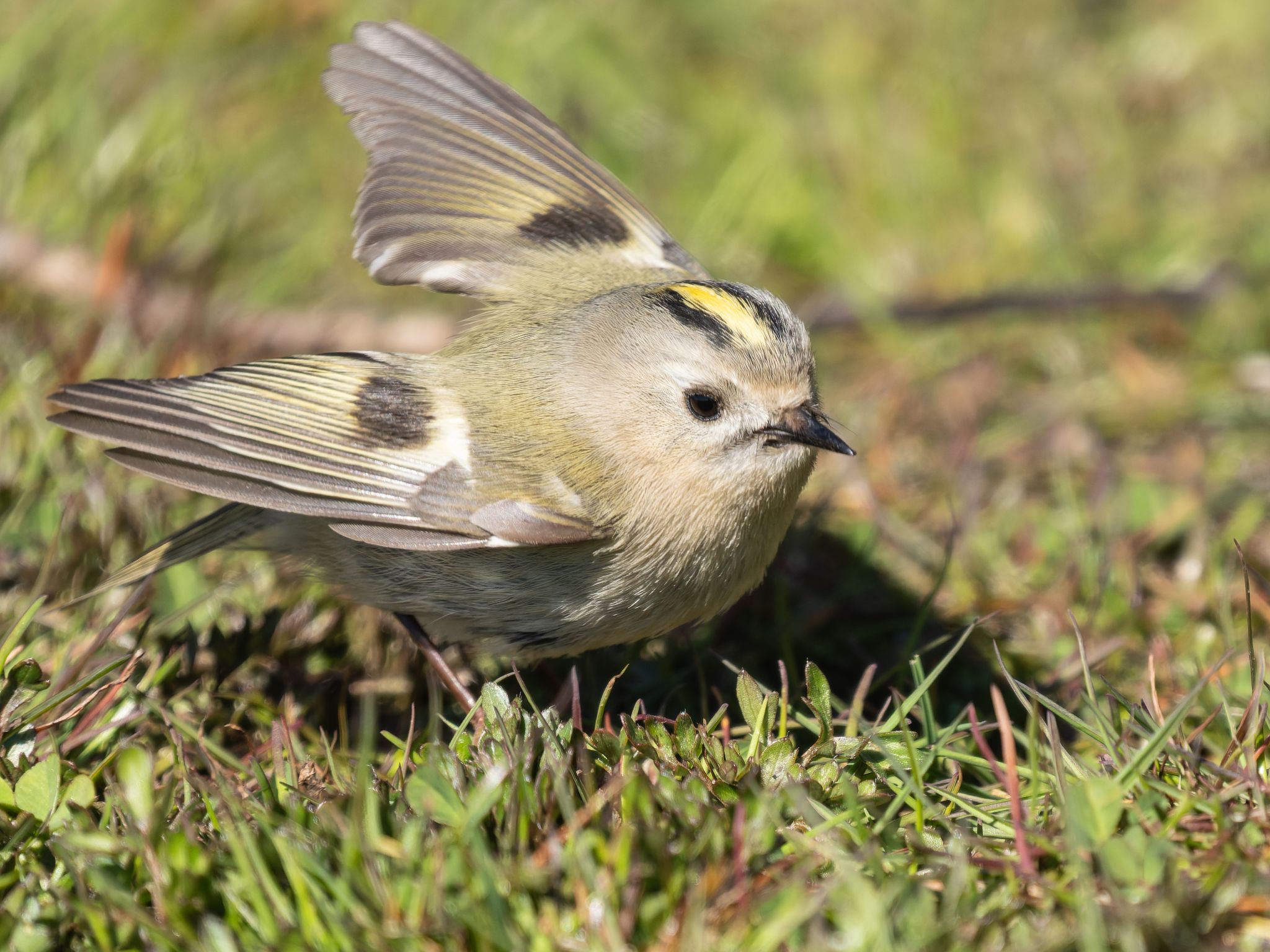 335 260424 1512 H  1HR4087 DxO DeepPRIME 3